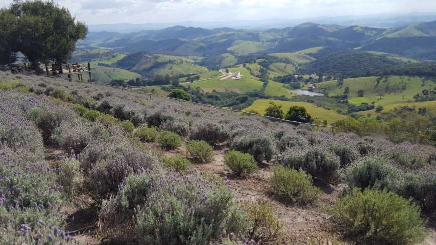 Cultivo de lavanda mediante a uma incrível paisagem