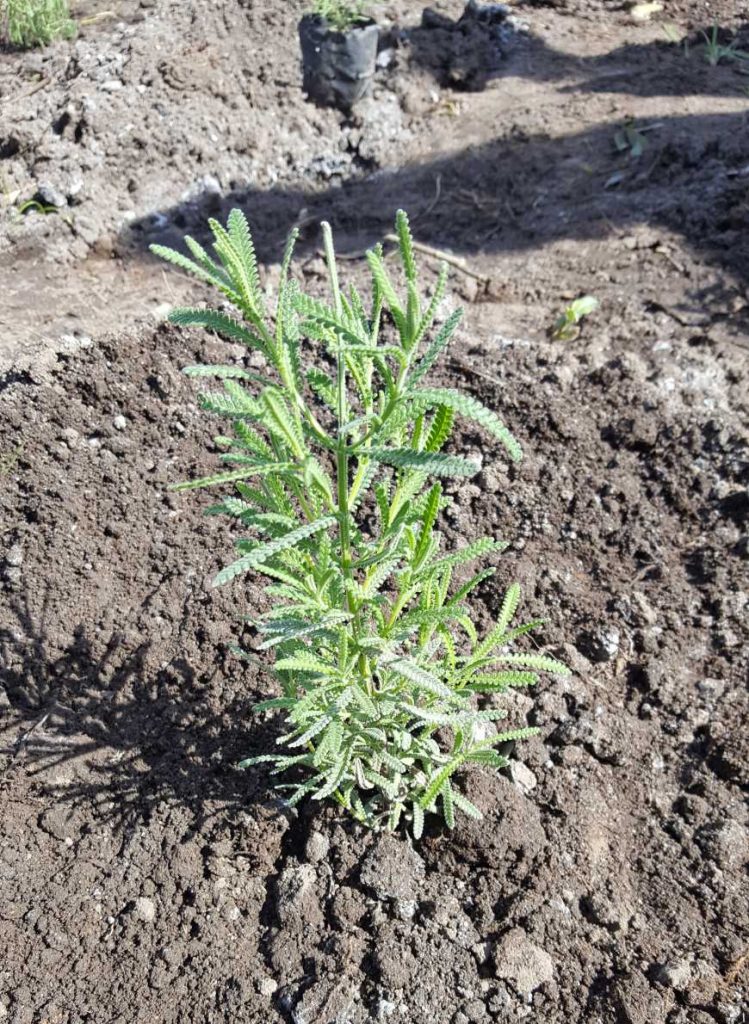 Minha mudinha plantada na Vivência