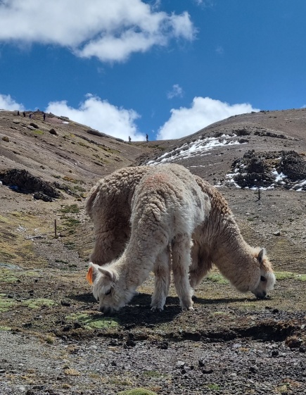 Alpacas fofíssimas são típicas desta região dos Andes peruanos!